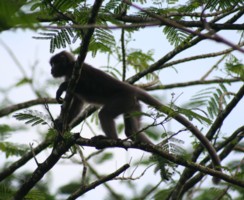 FAUNA